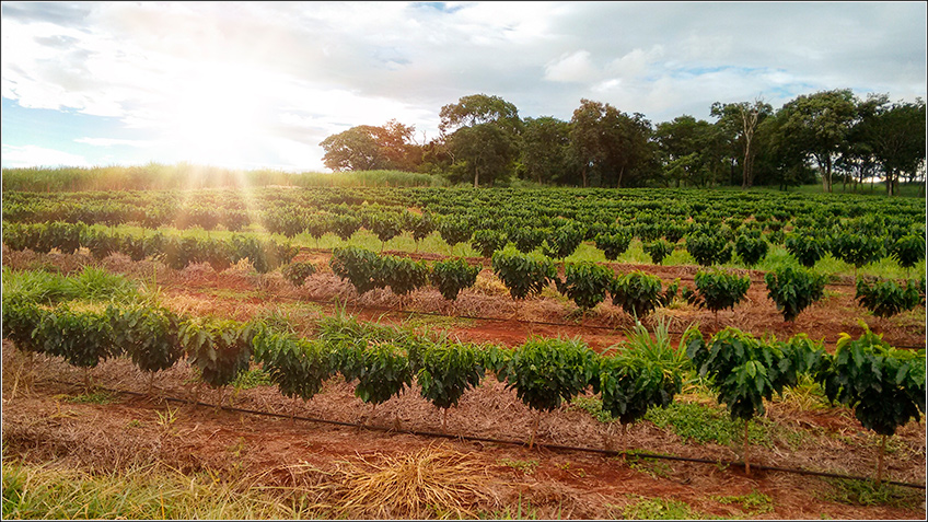 CHBAGRO - Preparo E Manejo Do Solo No Cultivo Do Café: O Que Devo Saber?